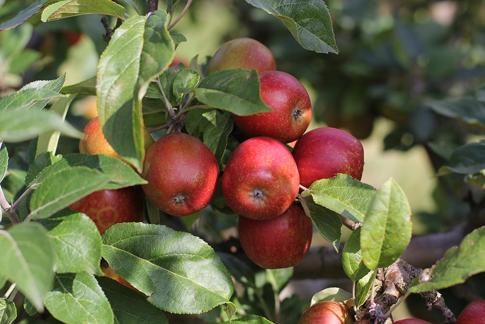 Brogdale Fruit Farm — day out near Faversham, Kent